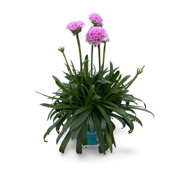 ARMERIA DREAMERIA