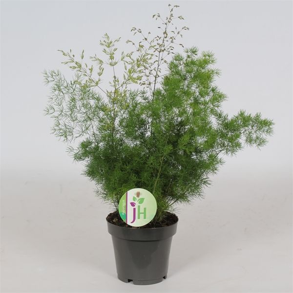 ASPARAGUS MYRIOCLADUS