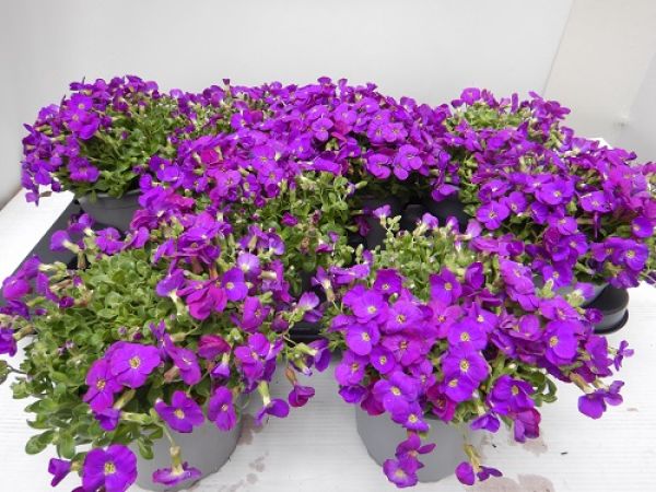 AUBRIETIA GRACILLIS KITTE