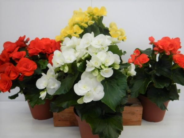 BEGONIA ELAT. 15 CM