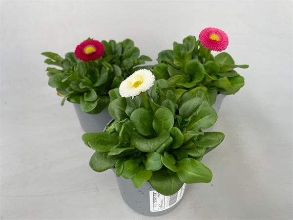 BELLIS PERENNIS
