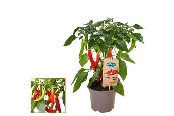 CAPSICUM ANNUUM PICK & JOY