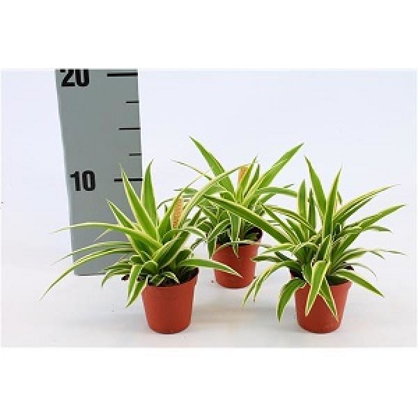 CHLOROPHYTUM COM. OCEAN