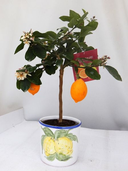 CITRUS LIMON  CERAMIQUE