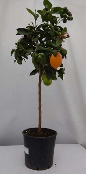 CITRUS LIMON MEYER TIGE