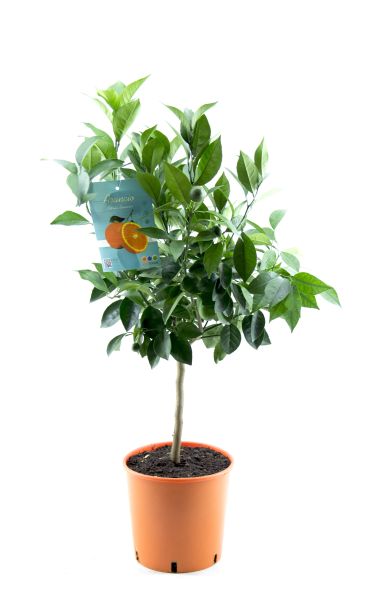 CITRUS SINENSIS ORANGER