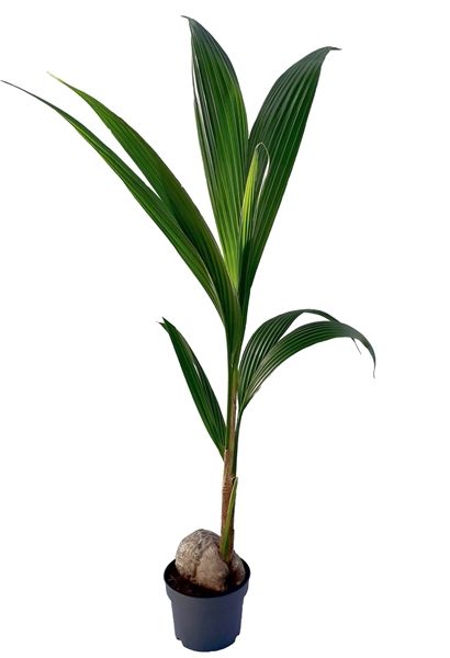 COCOS NUCIFERA