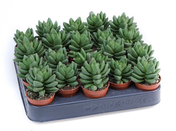 CRASSULA BEN