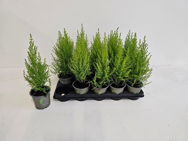 CUPRESSUS GOLDCREST WILMA