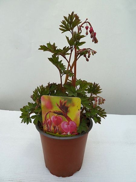 DICENTRA SPACTABILIS