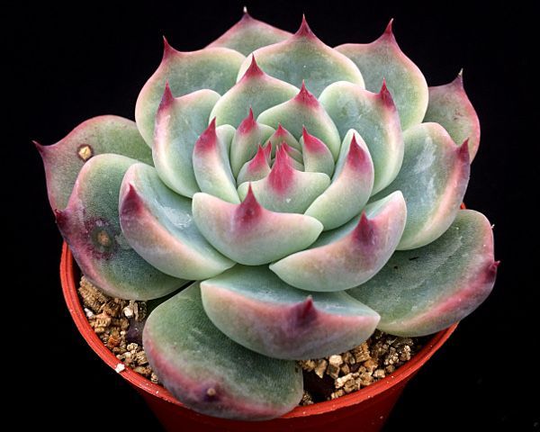 ECHEVERIA CHIHYAHUAENSIS