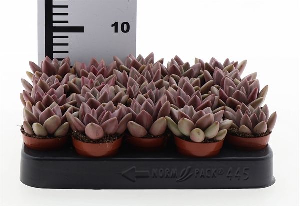 ECHEVERIA PINK DONNA