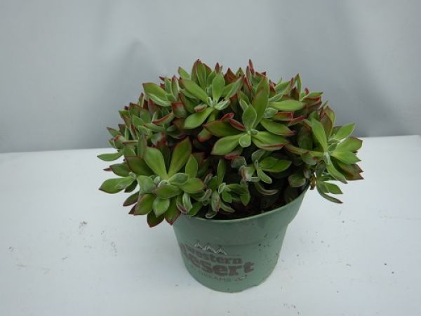 ECHEVERIA PULVINATA DEVOTION