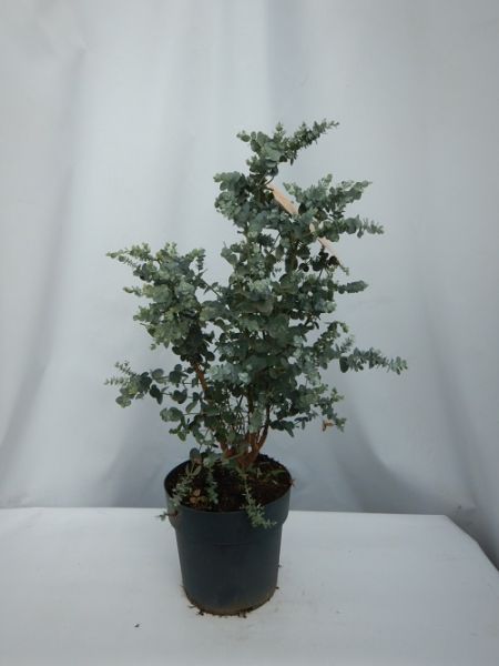 EUCALYPTUS GUNNII