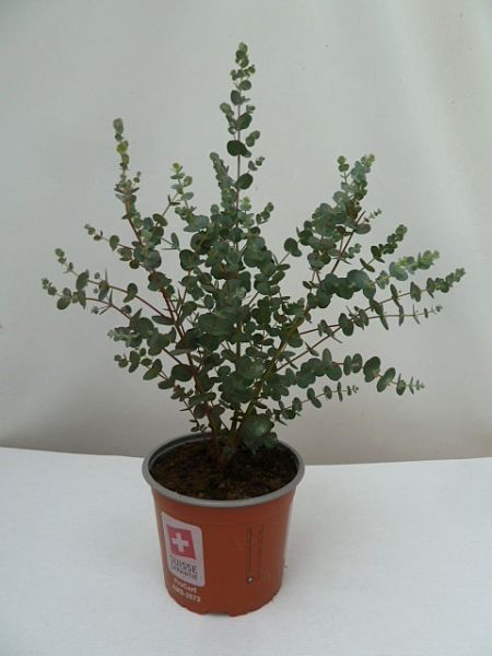 EUCALYPTUS GUNNII