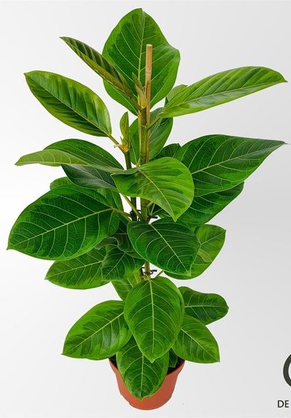 FICUS ALTISSIMA