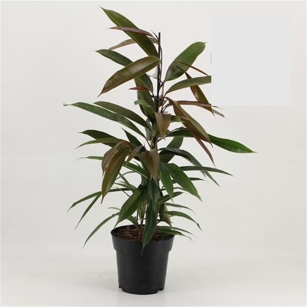 FICUS AMSTEL KING