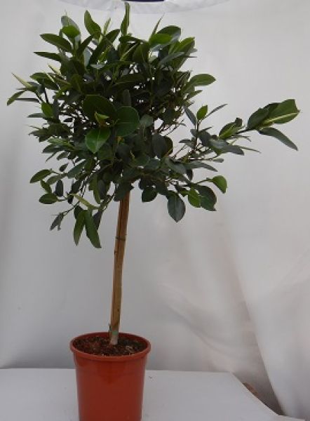 FICUS AUSTRALIS TIGE