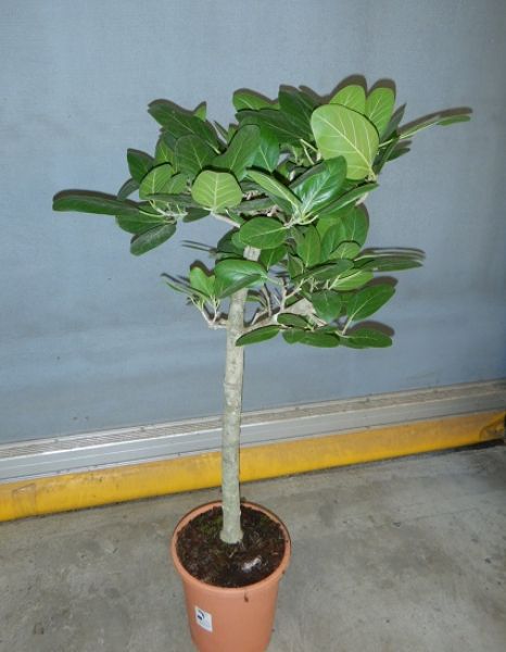 FICUS BENGHALENSIS AUDREY