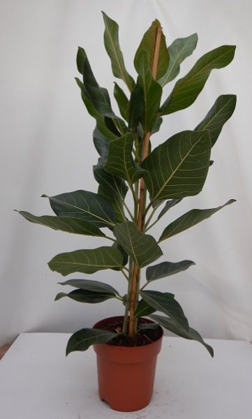 FICUS BENGHALENSIS JOY