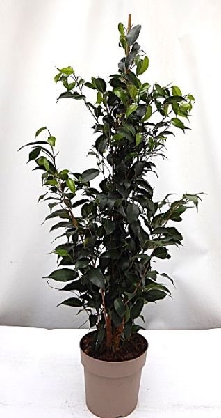 FICUS BENJAMINA DANIELLE