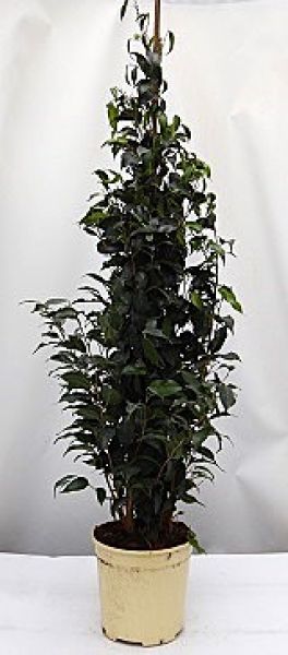FICUS BENJAMINA DANIELLE