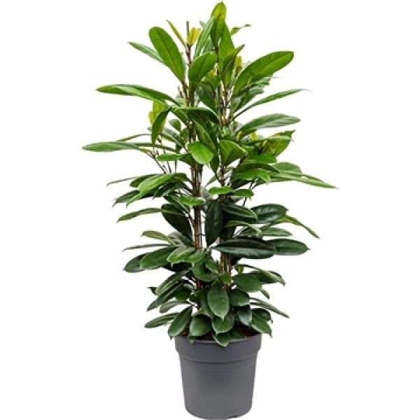 FICUS CYASTHISTIPULA