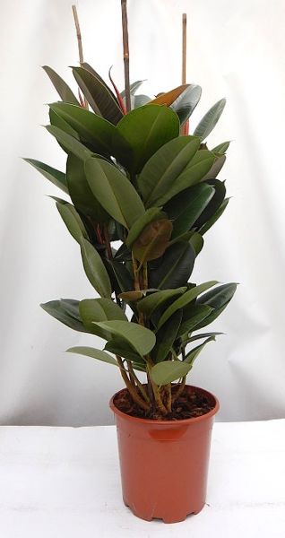 FICUS ELASTICA ROBUSTA