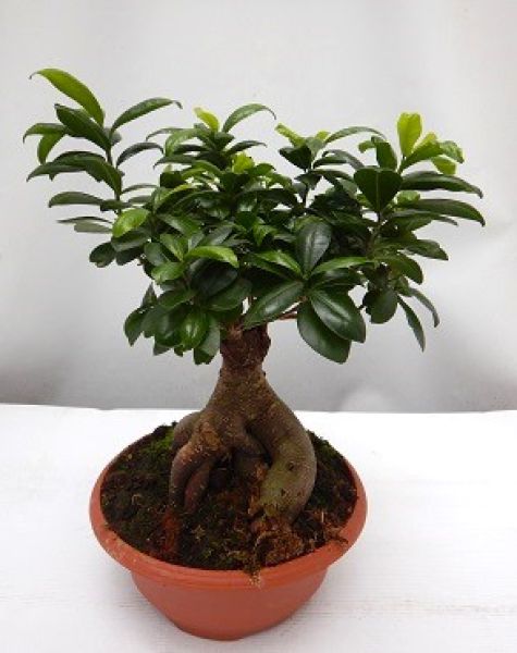 FICUS RETUSA GINSENG