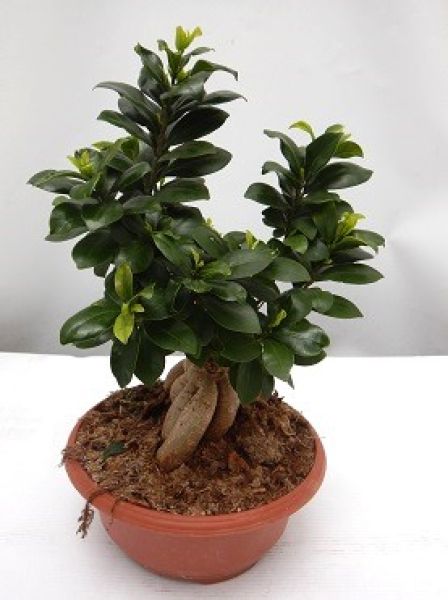 FICUS RETUSA GINSENG