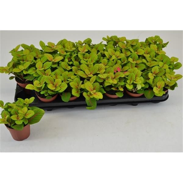 FITTONIA BUBBLE GREEN