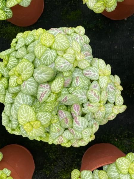 FITTONIA BUBBLE RED