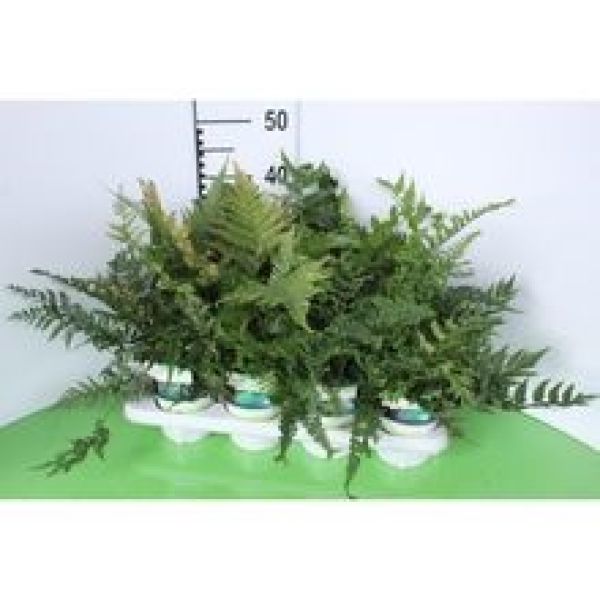 FOUGERES EXTERIEURES MIX