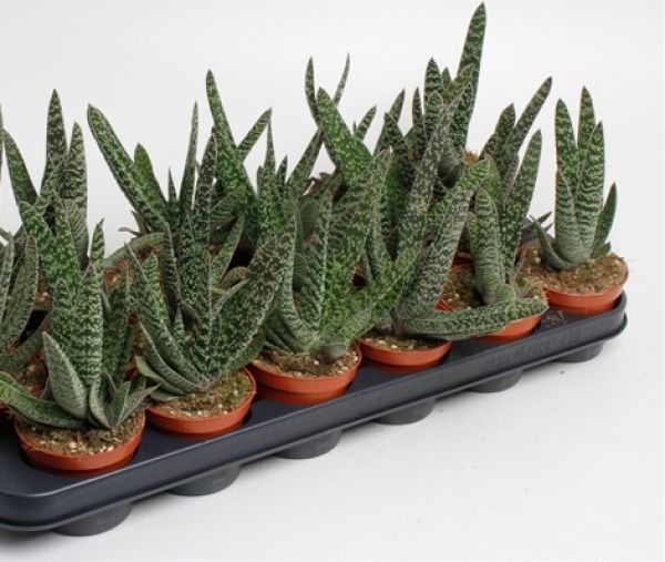 GASTERIA CARINATA BIG BEN