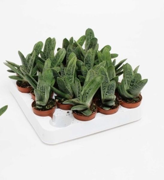 GASTERIA LITTLE WORTHY