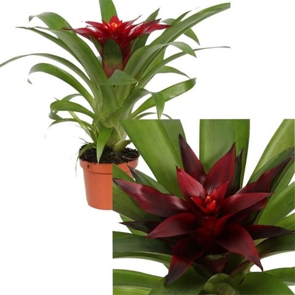 GUZMANIA BLITZ