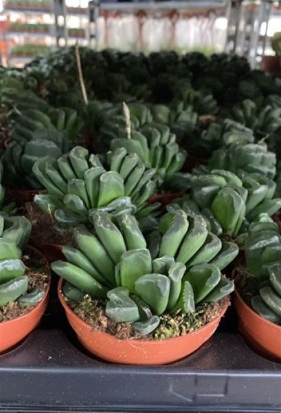 HAWORTHIA TRUNCATA