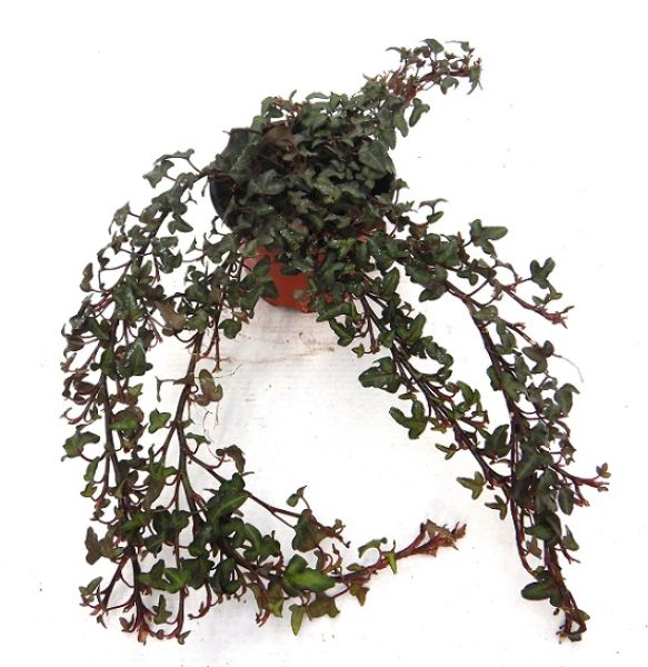 HEDERA HELIX SPETCHLEY