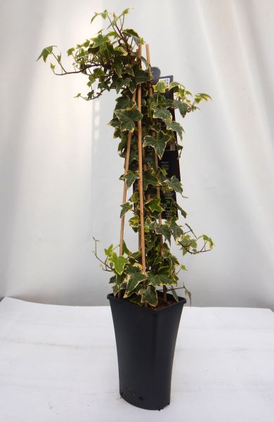 HEDERA PYR.  'GOLDCHILD'