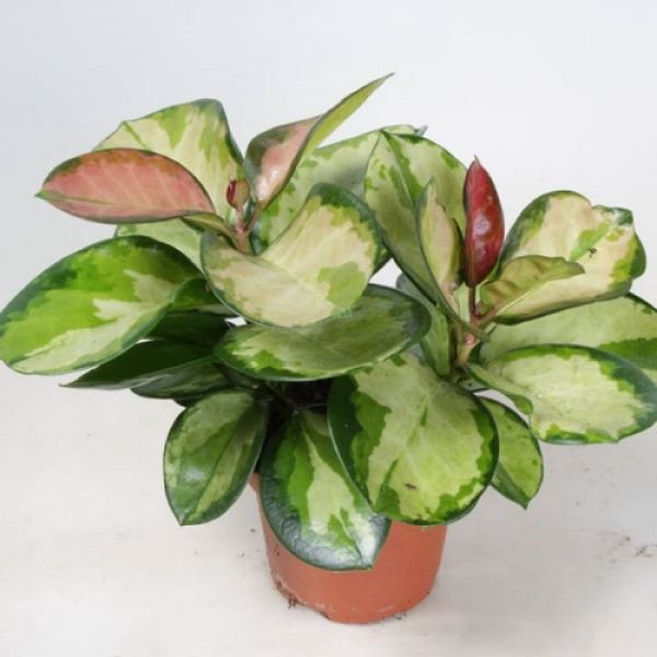 HOYA CARNOSA TRICOLOR