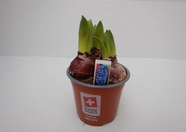 HYACINTHUS BLUE PEARL