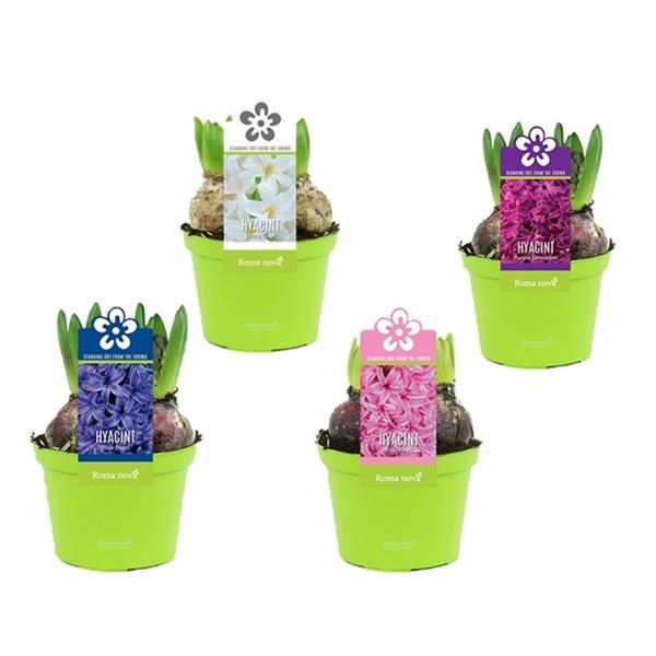 HYACINTHUS MIX