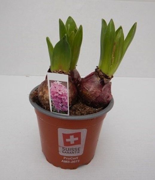 HYACINTHUS PINK PEARL