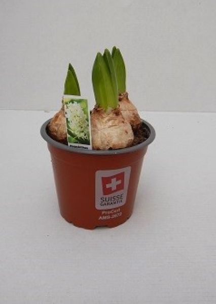 HYACINTHUS WHITE PEARL