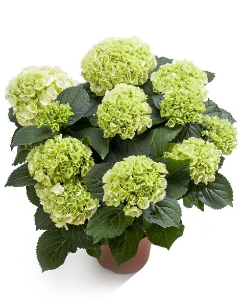 HYDRANGEA MACROPHYLLA