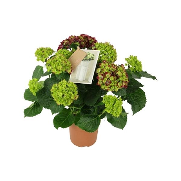 HYDRANGEA MACROPHYLLA