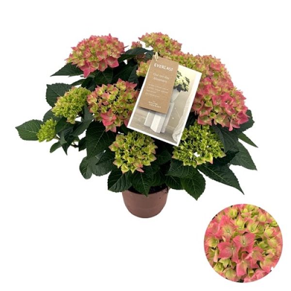 HYDRANGEA MACROPHYLLA