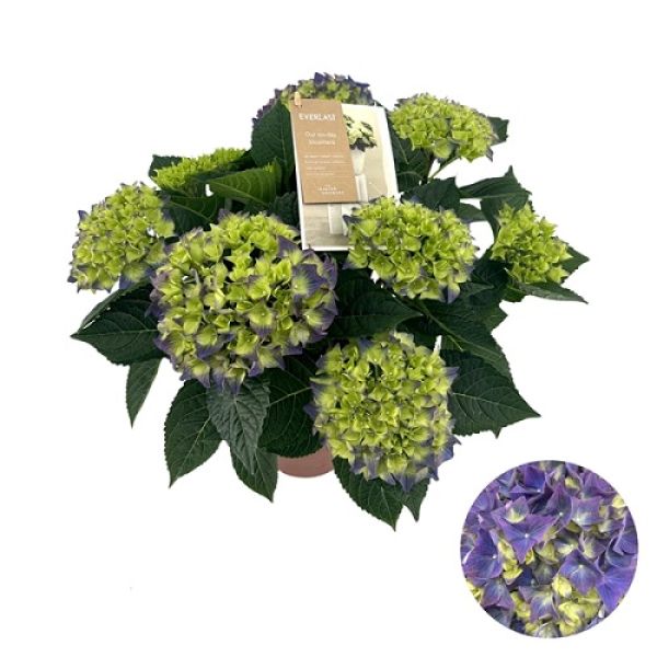 HYDRANGEA MACROPHYLLA