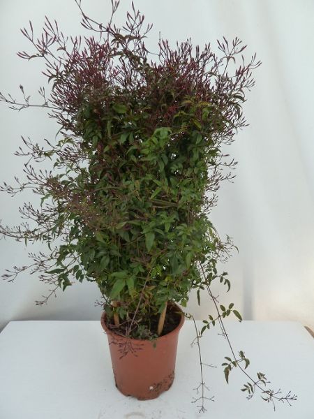 JASMINUM POLYANTHUM ESPALIER