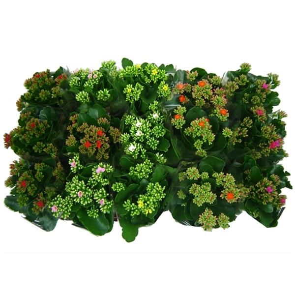 KALANCHOE SIMPLE